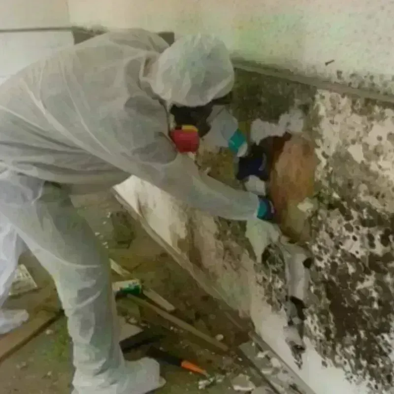 Mold Remediation and Removal in Douglas County, SD